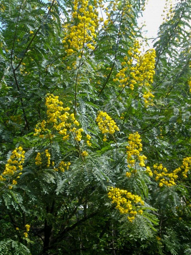 Acacia Amarilla - Vista 3